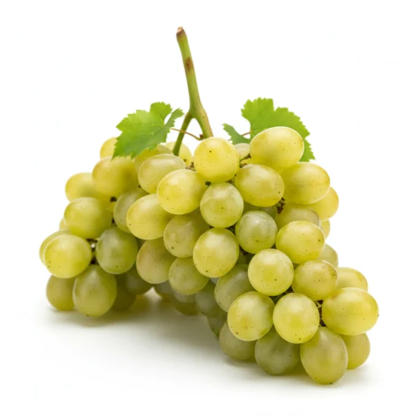 Gemini_Generated_Image_7u0rv47u0rv47u0r عنب أخضر