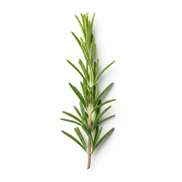 إكليل الجبل