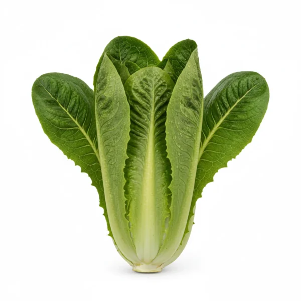 Gemini_Generated_Image_fcq9a6fcq9a6fcq9 خس بلدي