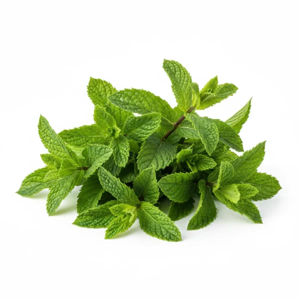 Gemini_Generated_Image_fn7r3ifn7r3ifn7r نعناع