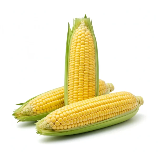 Gemini_Generated_Image_pit5jwpit5jwpit5 كوز دُرة