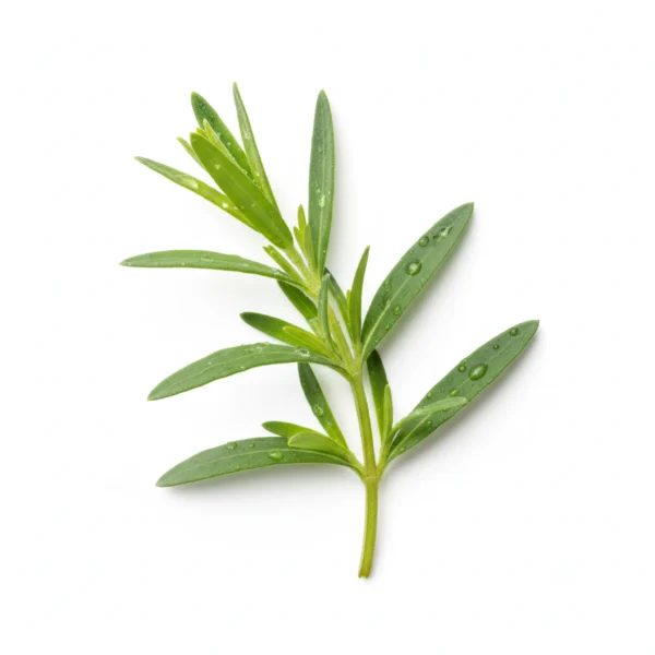 Gemini_Generated_Image_ugdx1ugdx1ugdx1u طَرْخُون