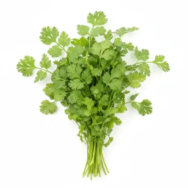 Gemini_Generated_Image_zaqtadzaqtadzaqt كزبرة